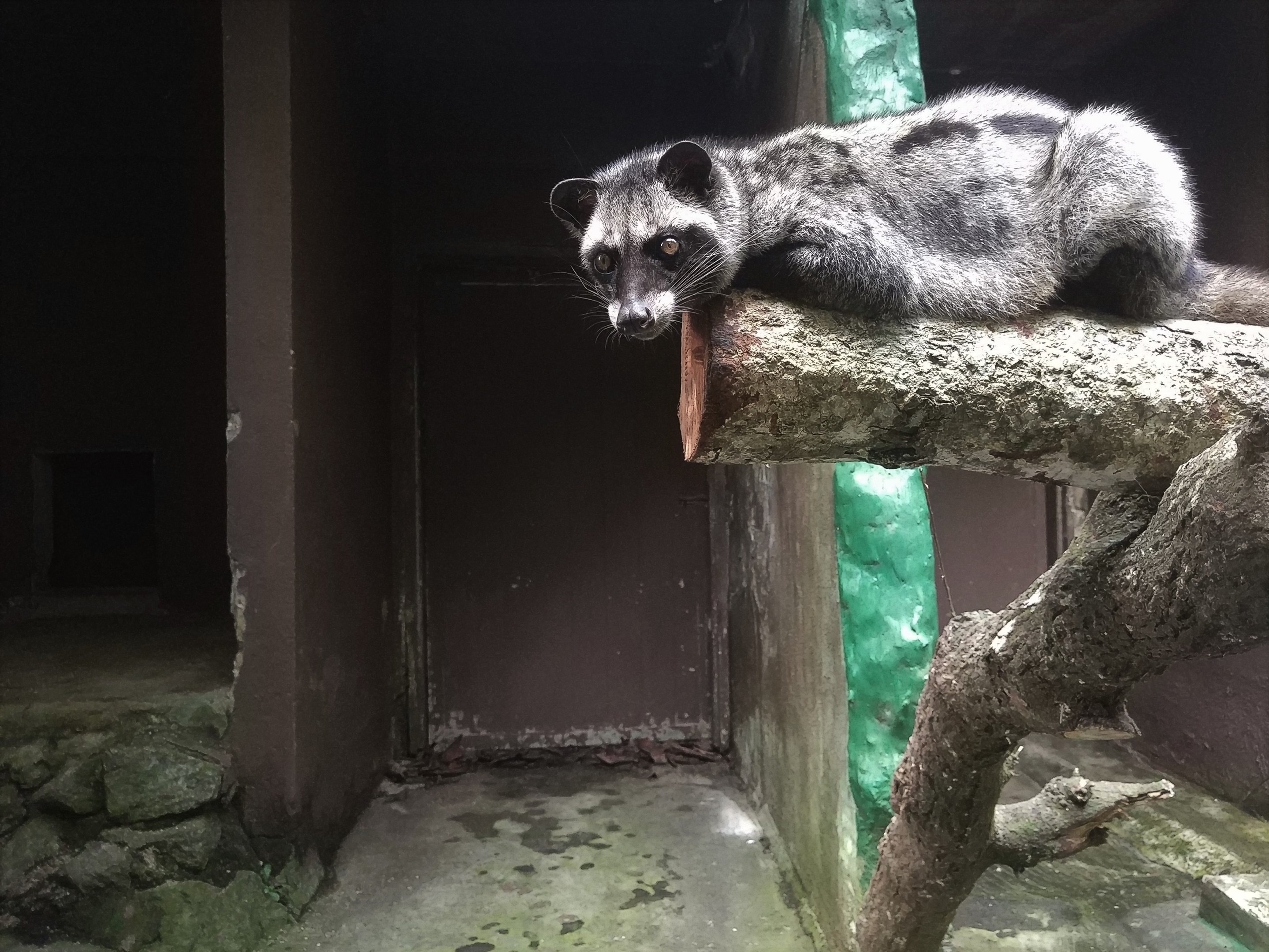 Asian Palm Civet