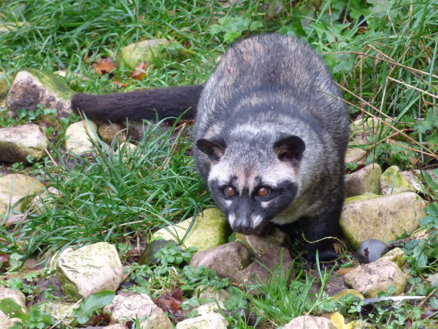 Asian Palm Civet