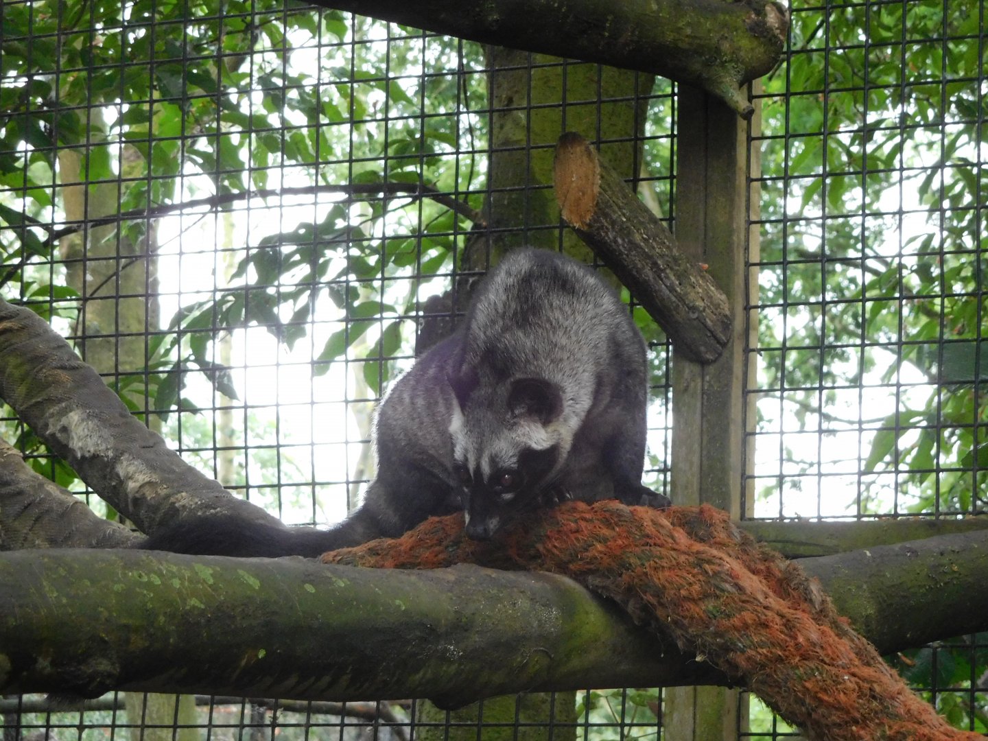 Asian Palm Civet