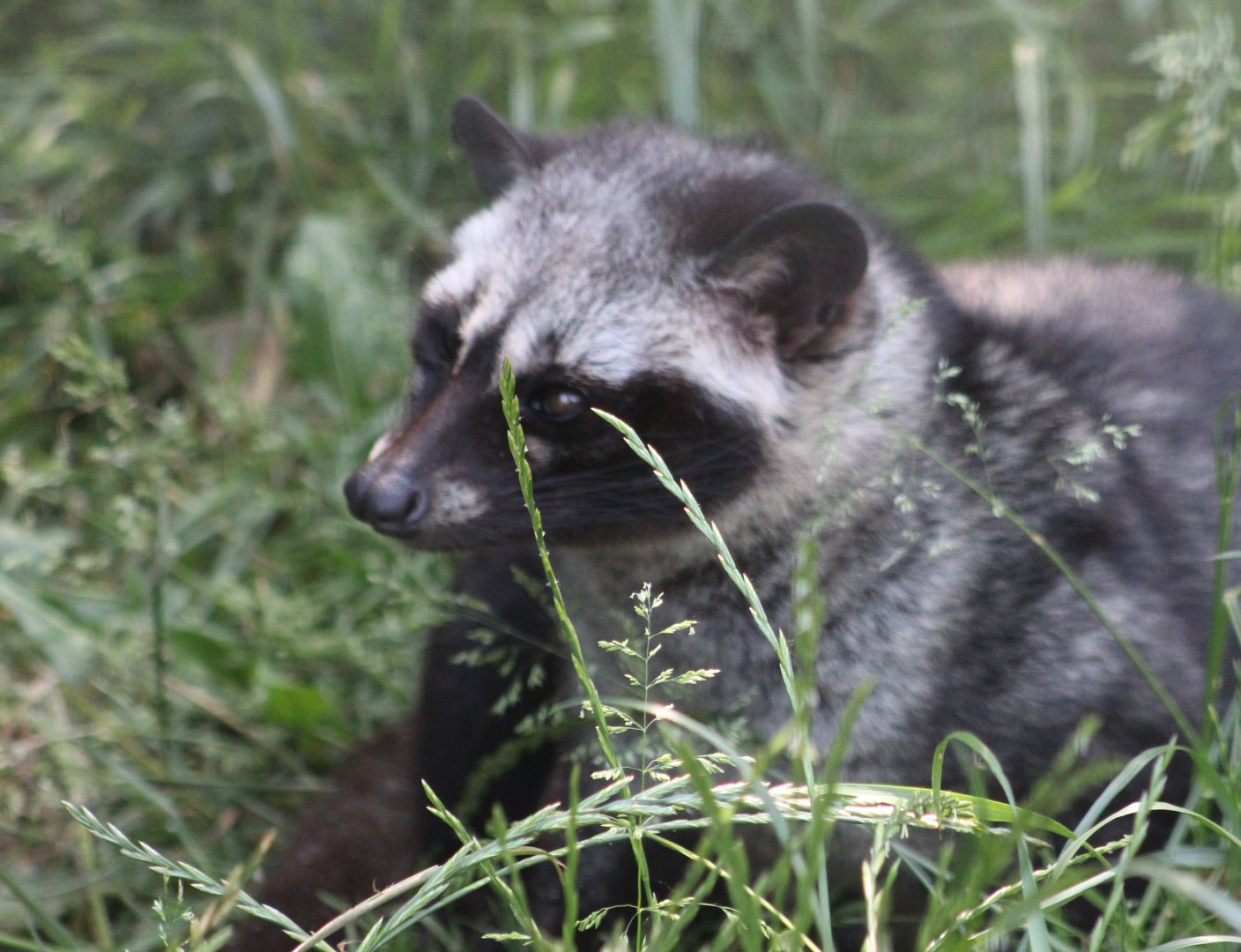 Asian palm civet
