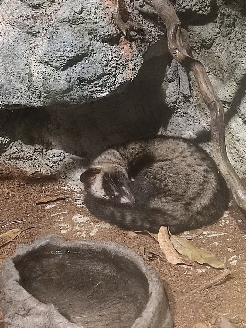 Asian palm civet