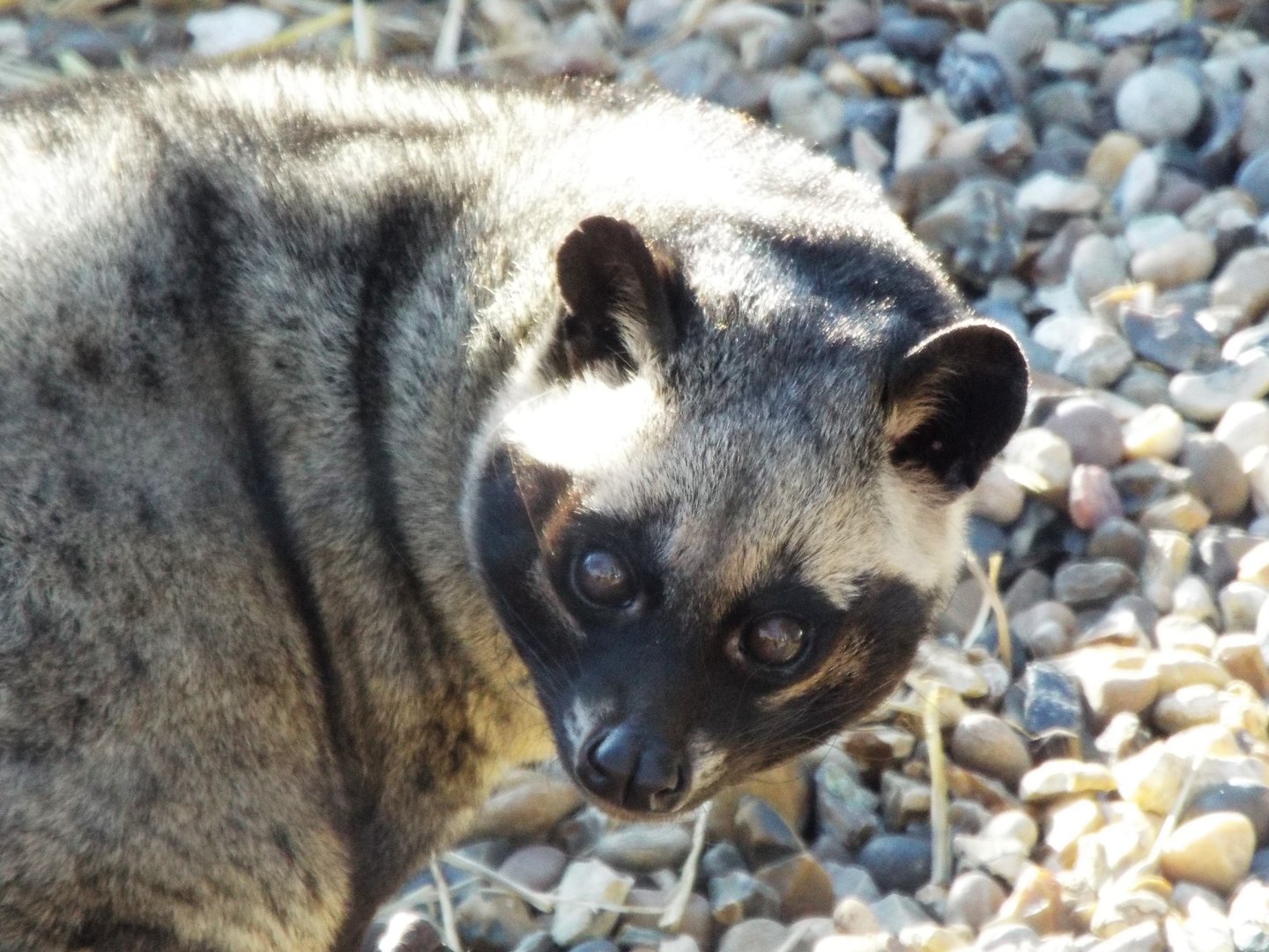 Asian Palm Civet