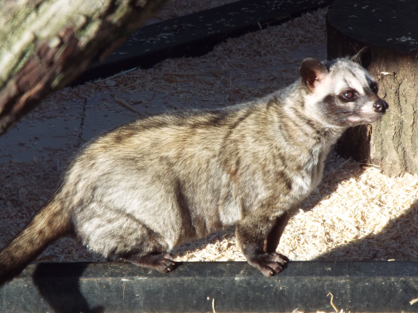 Asian Palm Civet