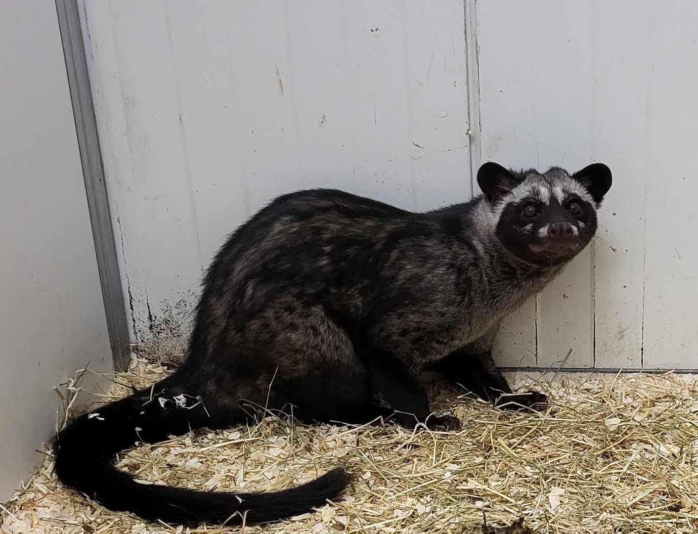 Asian palm civet