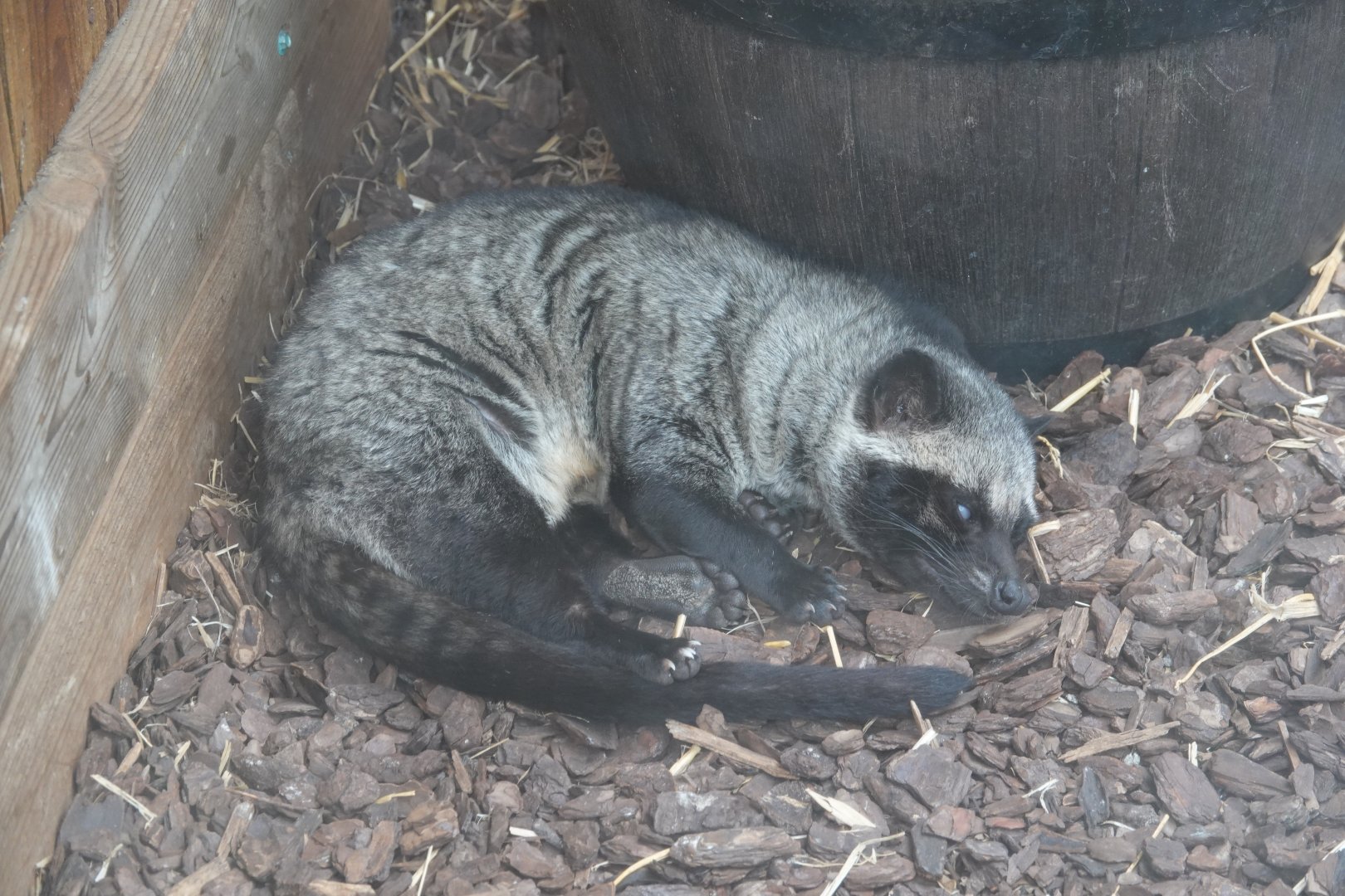 Asian palm civet