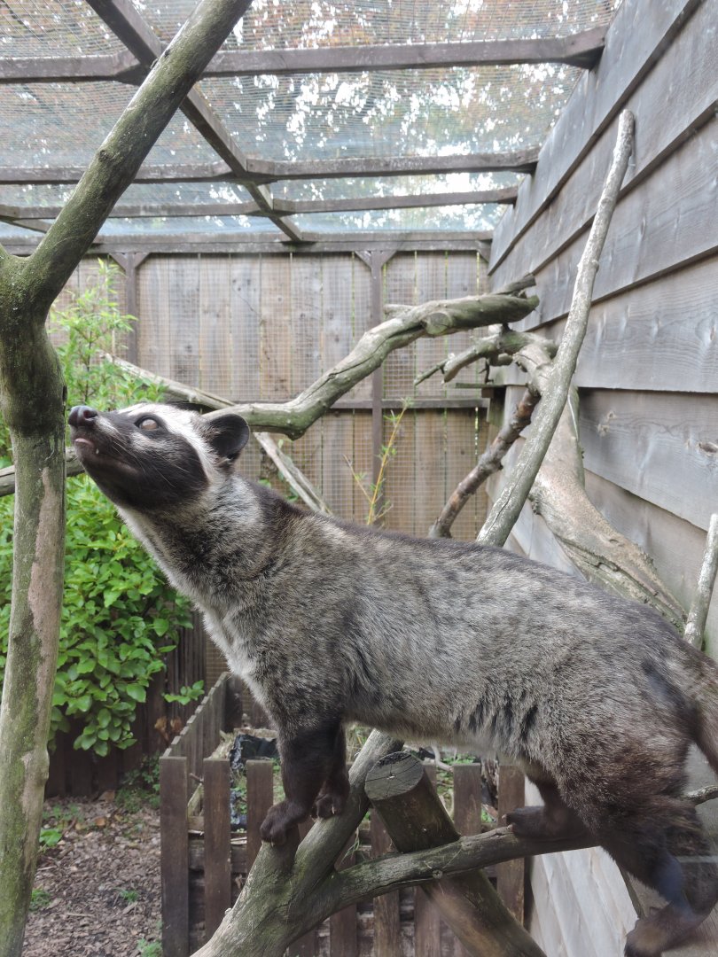 Asian Palm Civet