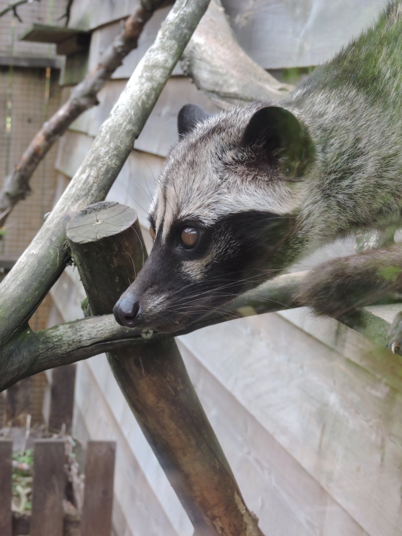 Asian Palm Civet