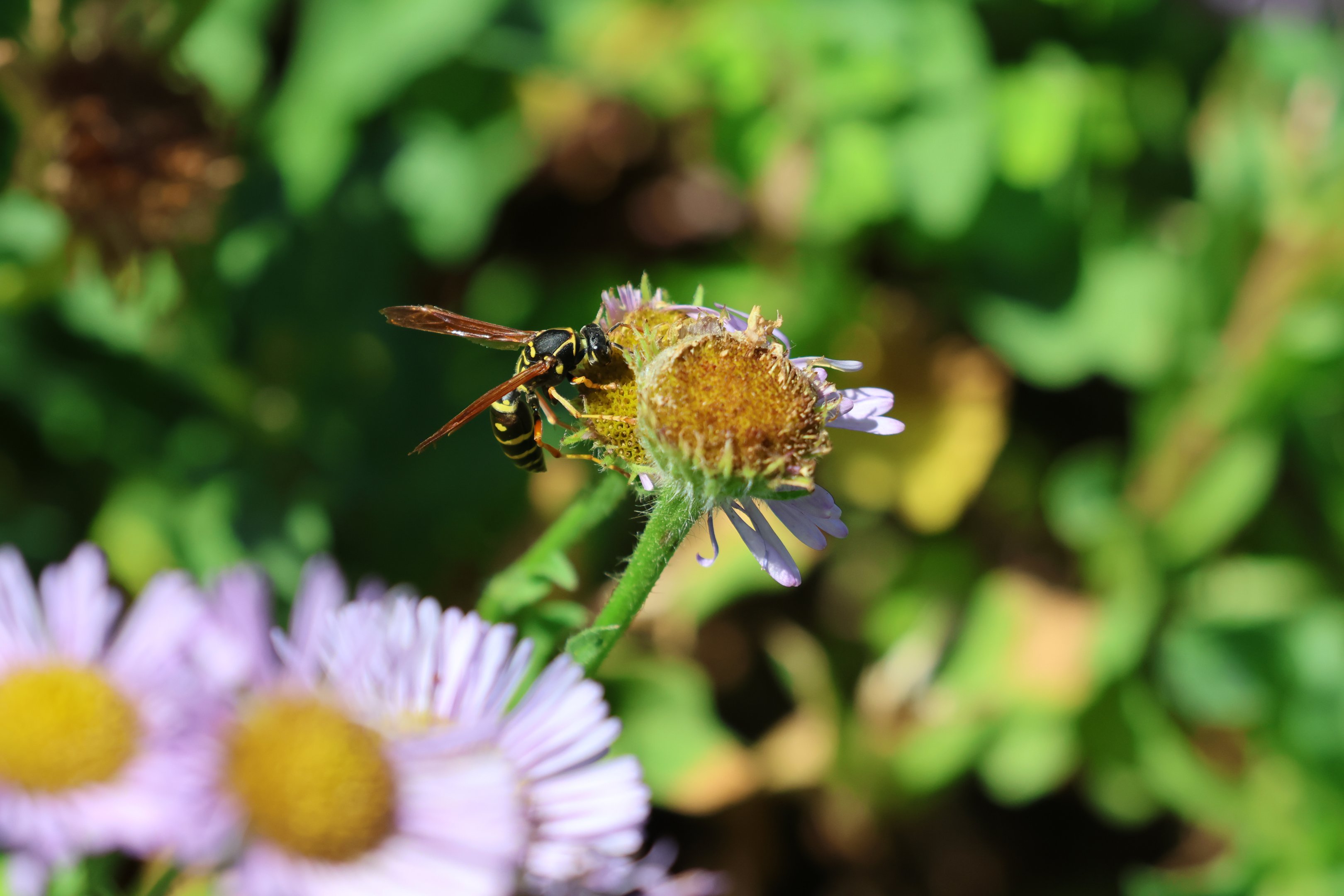 Asian Paper Wasp (Polistes chinensis), Albert Park (Auckland)