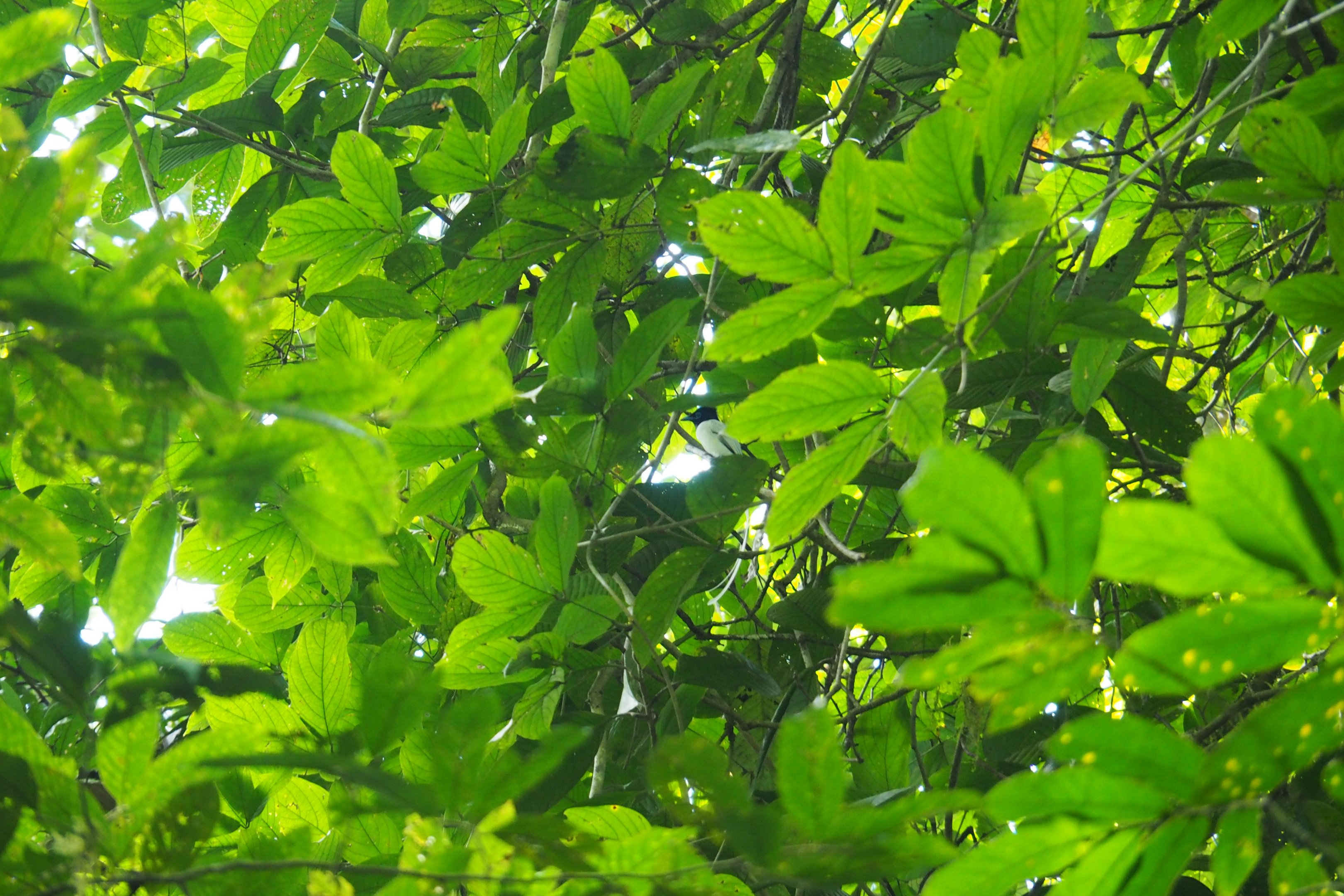 Asian Paradise Flycatcher - Danum Valley, Sabah, Borneo