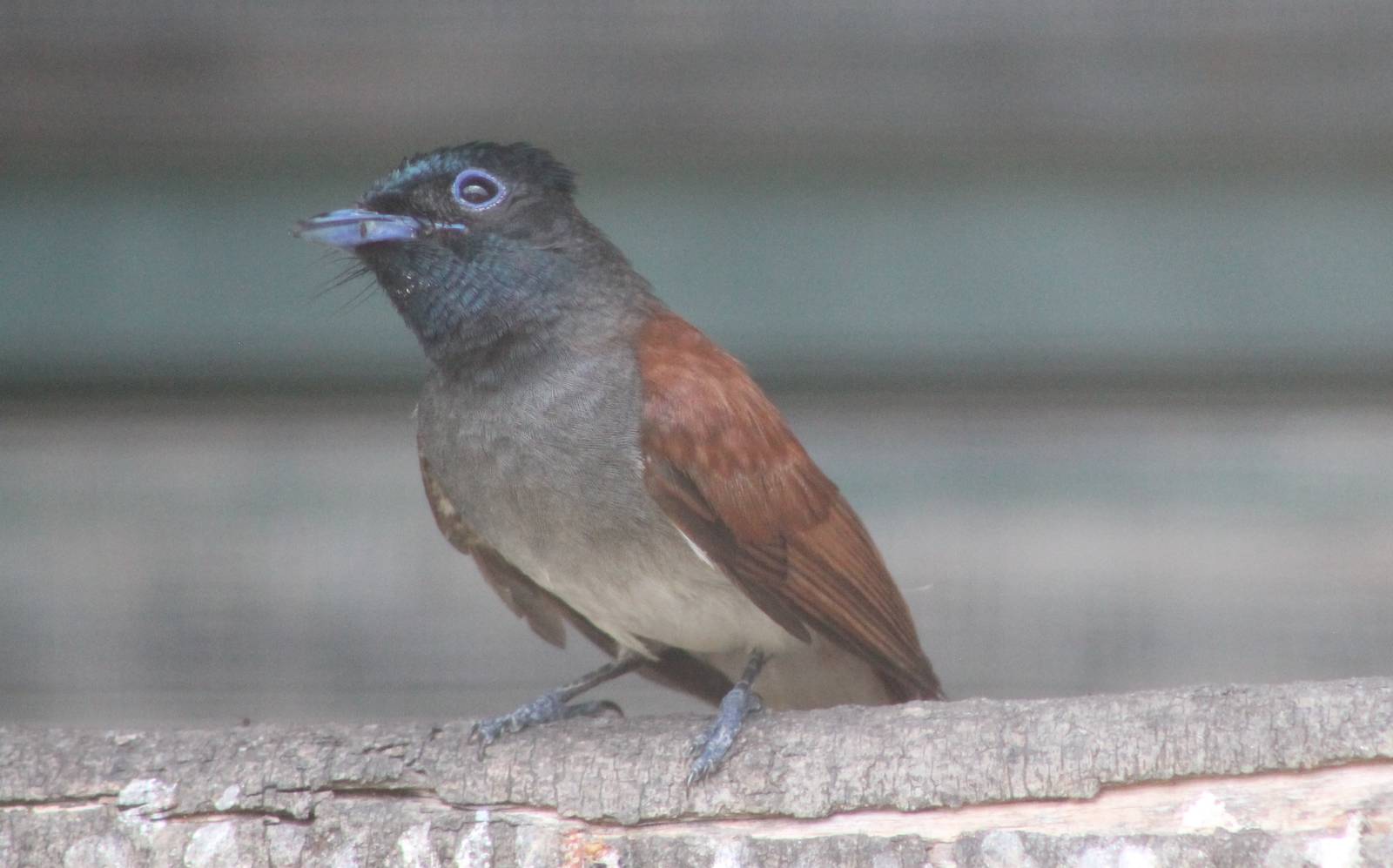Asian paradise flycatcher (Terpsiphone paradisi)