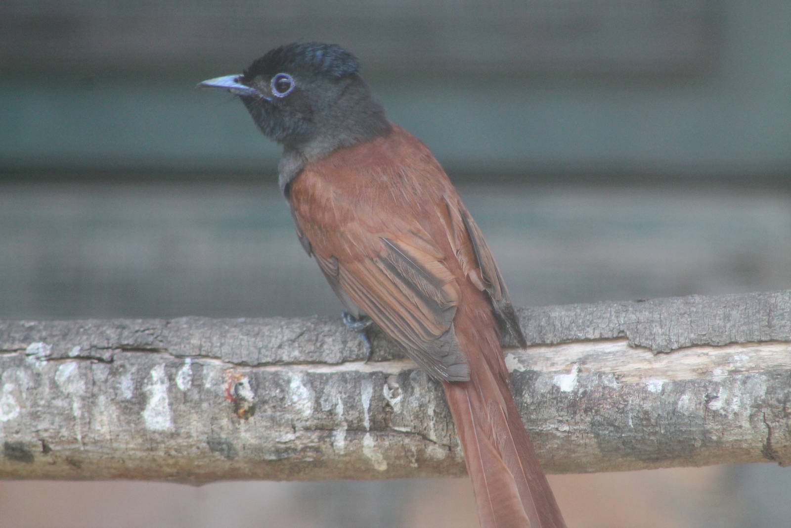 Asian paradise flycatcher (Terpsiphone paradisi)