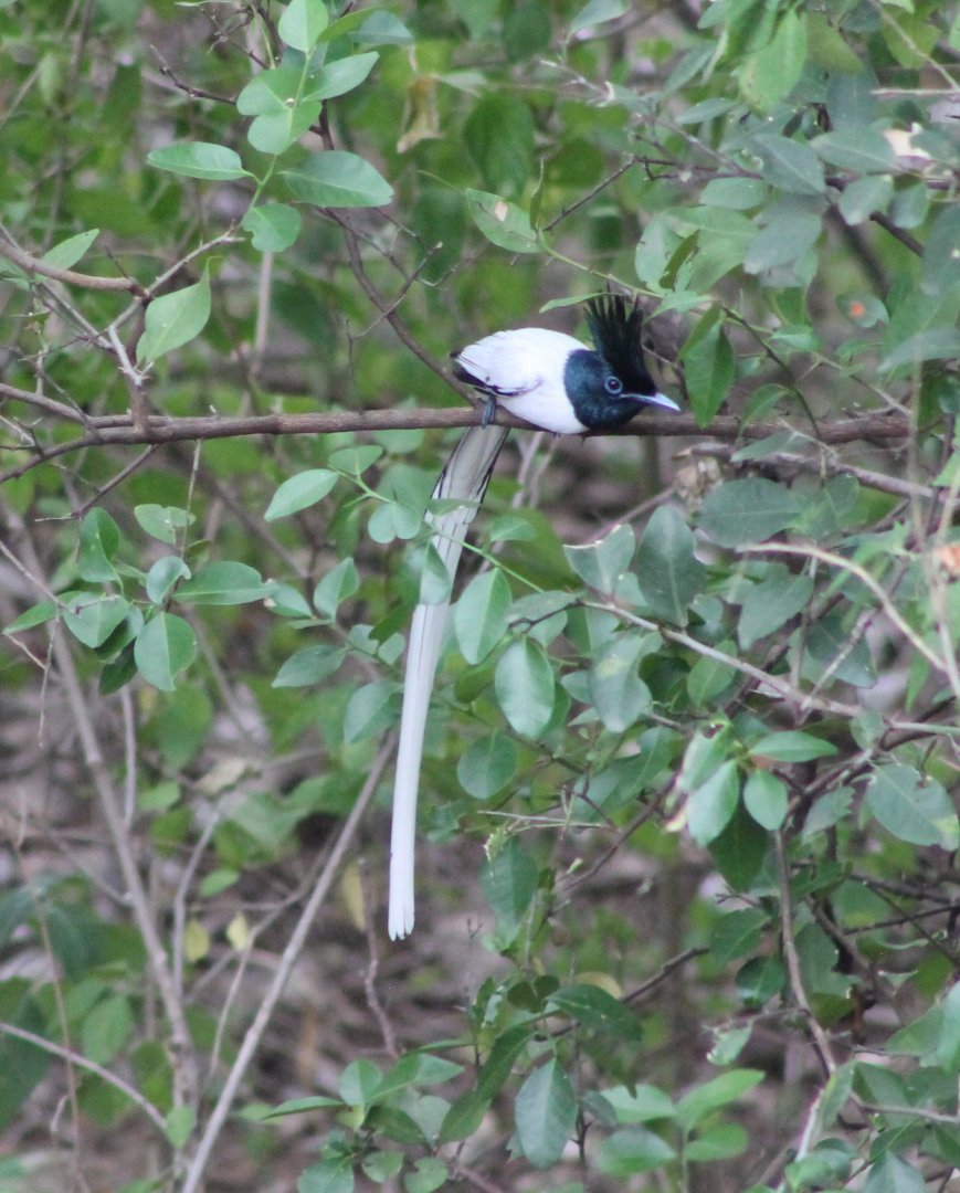 Asian Paradise Flycatcher (Terpsiphone paradisi)