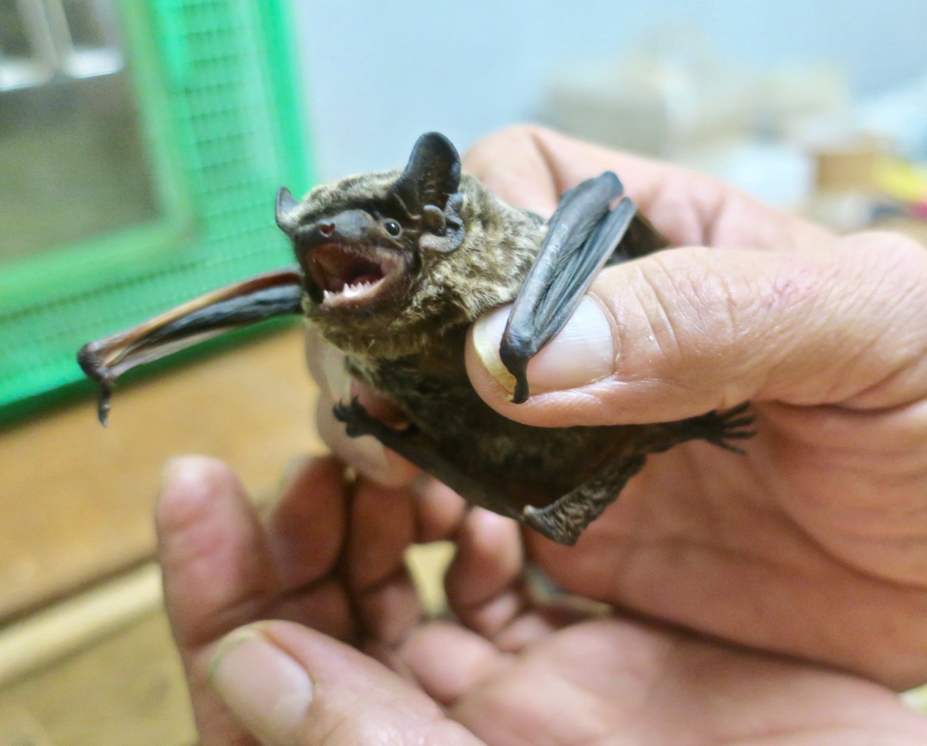 Asian Particolored Bat (Vespertilio sinensis)