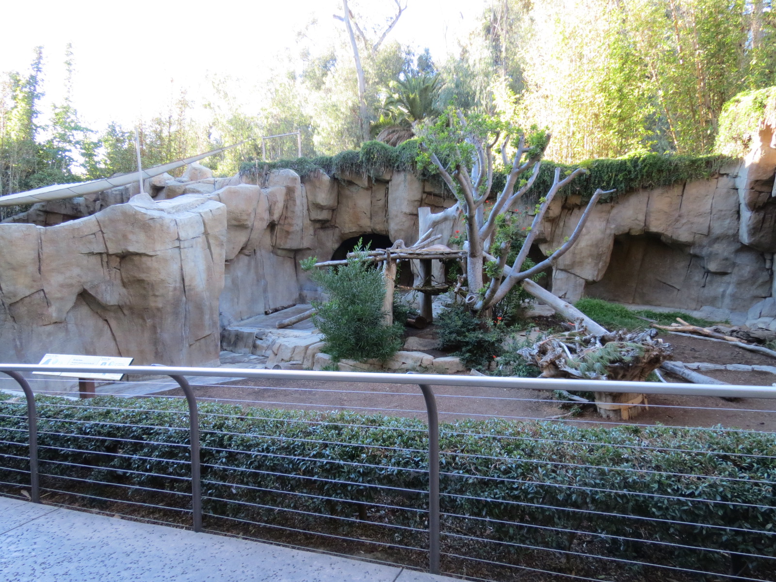 Asian Passage - Bornean Sun Bear and Andean Bear Rotational Exhibit 2