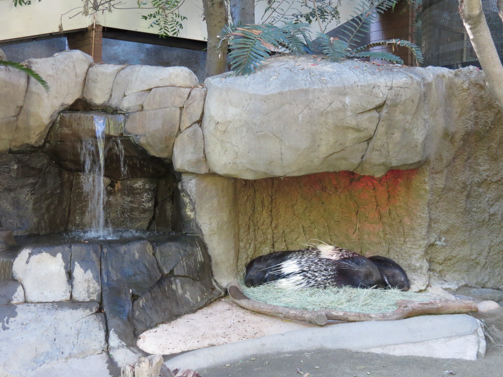 Asian Passage - Indian Crested Porcupine Exhibit