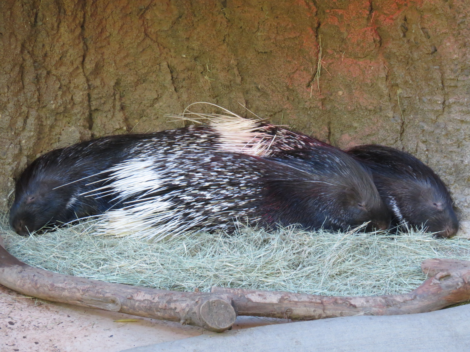 Asian Passage - Indian Crested Porcupine Exhibit