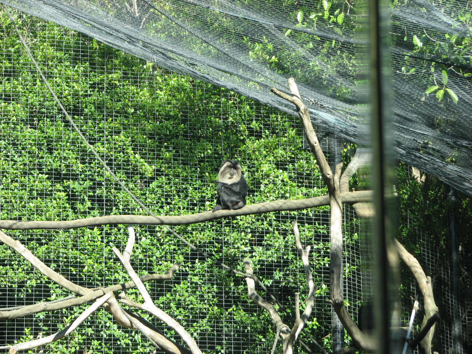 Asian Passage - Lion-Tailed Macaque