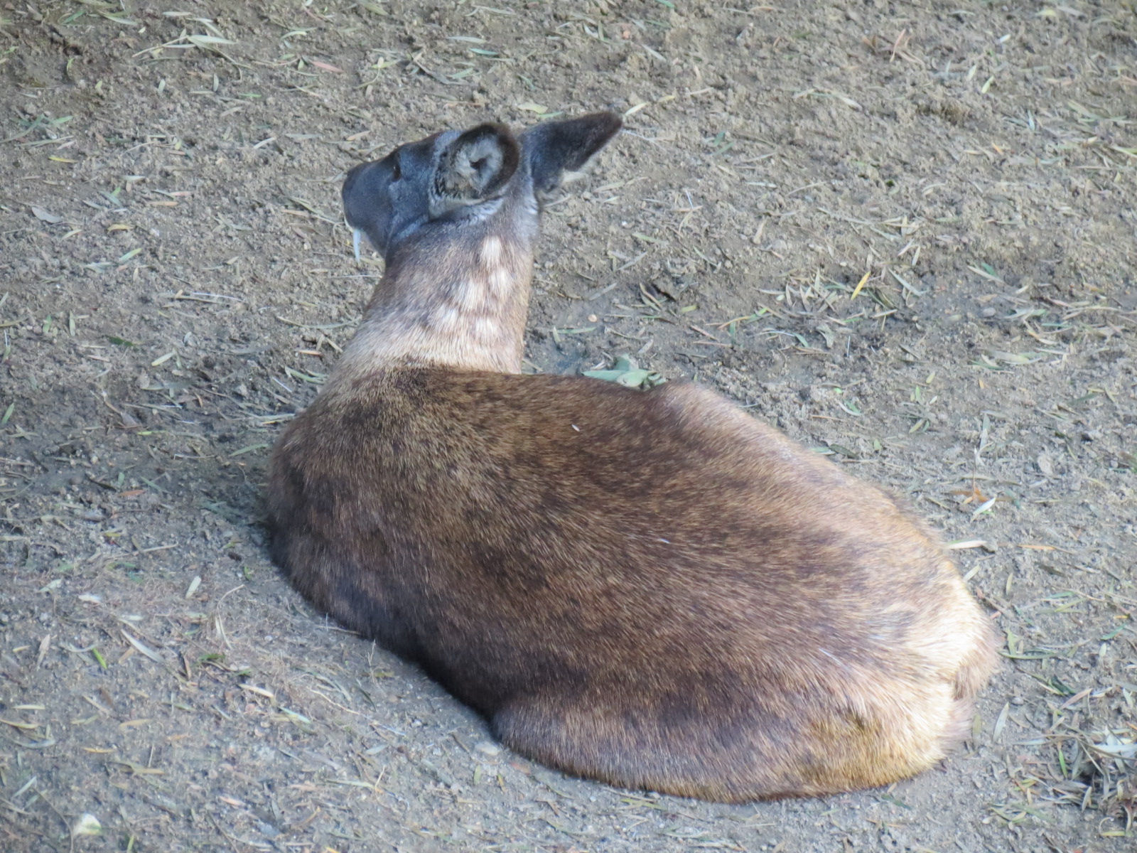 Asian Passage - Siberian Musk Deer