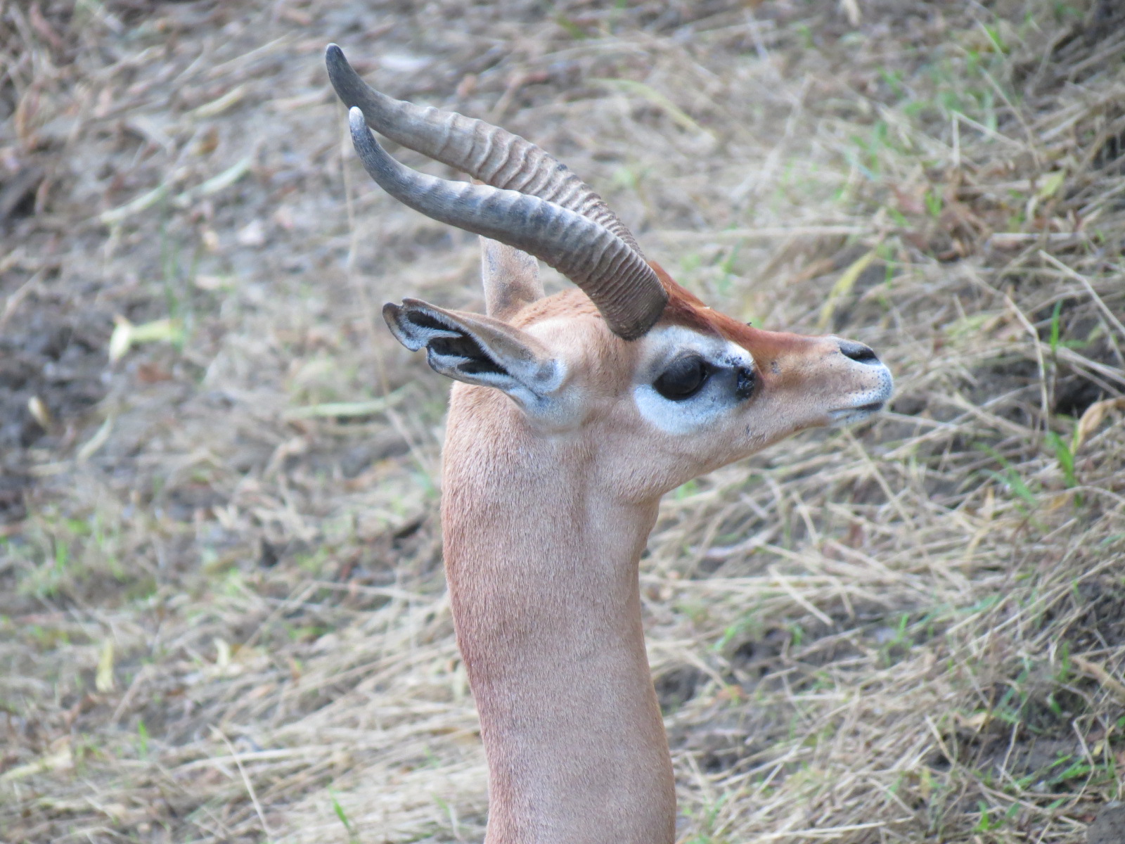 Asian Passage - Southern Gerenuk