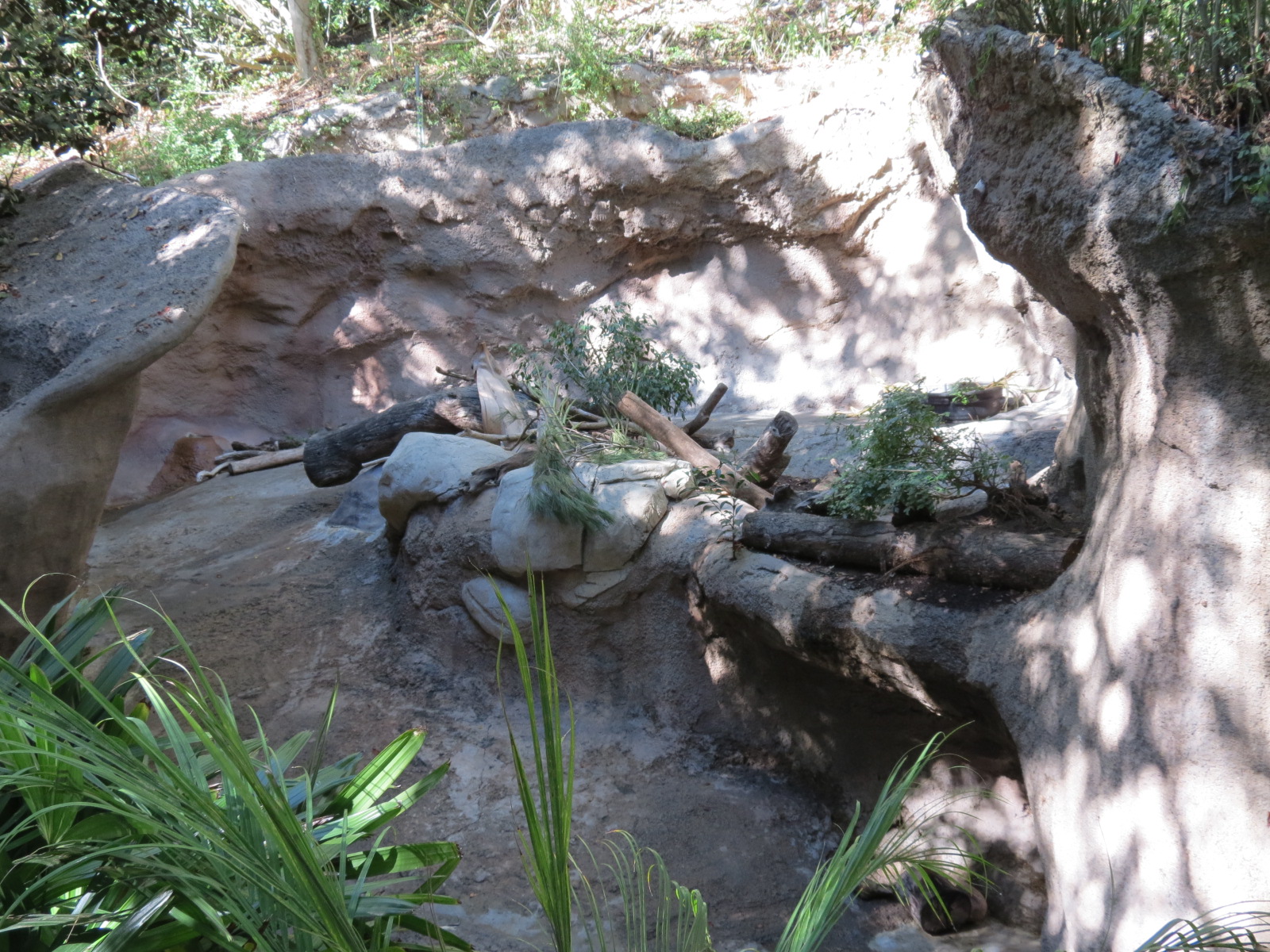 Asian Passage - Sun Bear Forest - Bornean Sun Bear Exhibit