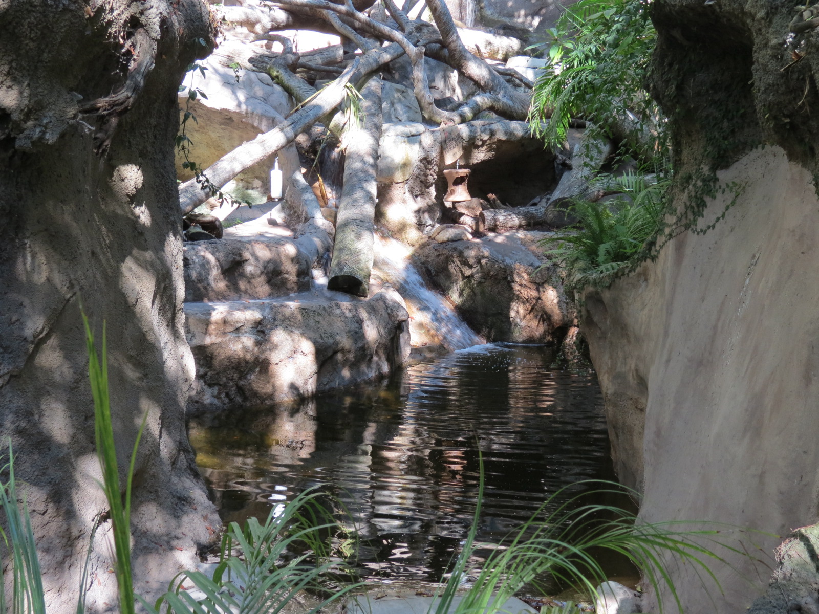 Asian Passage - Sun Bear Forest - Bornean Sun Bear Exhibit