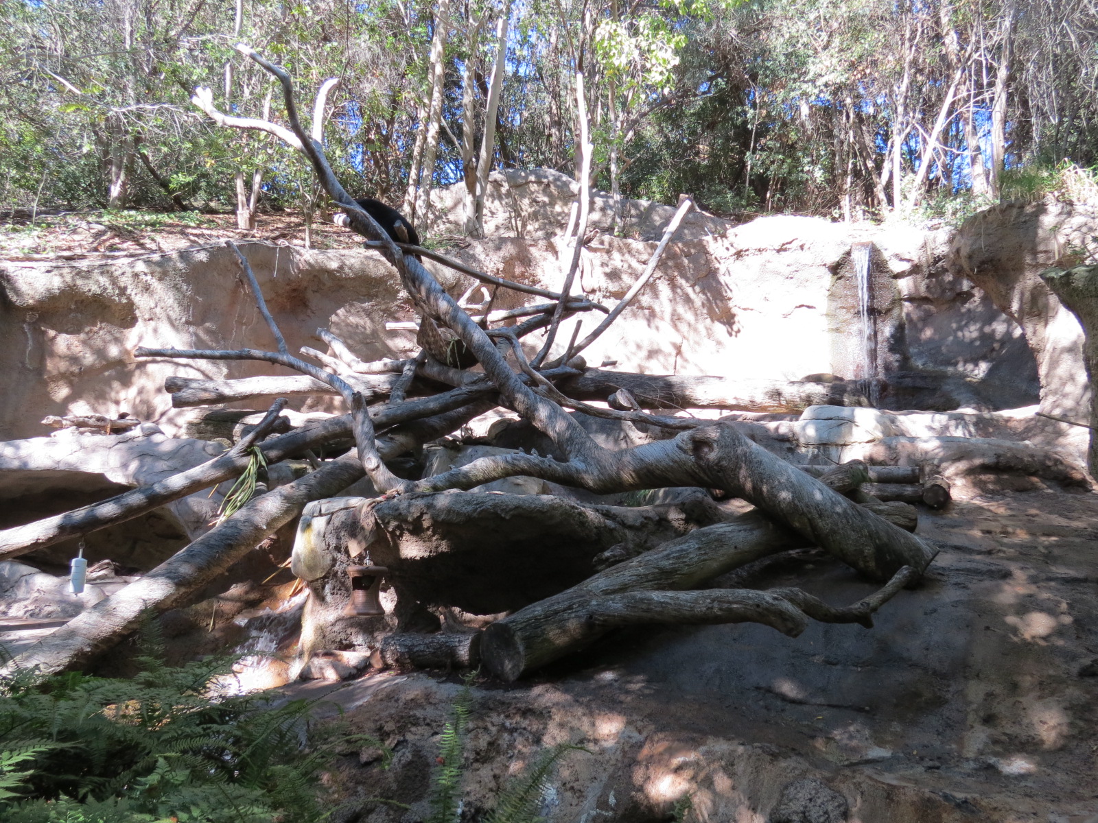 Asian Passage - Sun Bear Forest - Bornean Sun Bear Exhibit