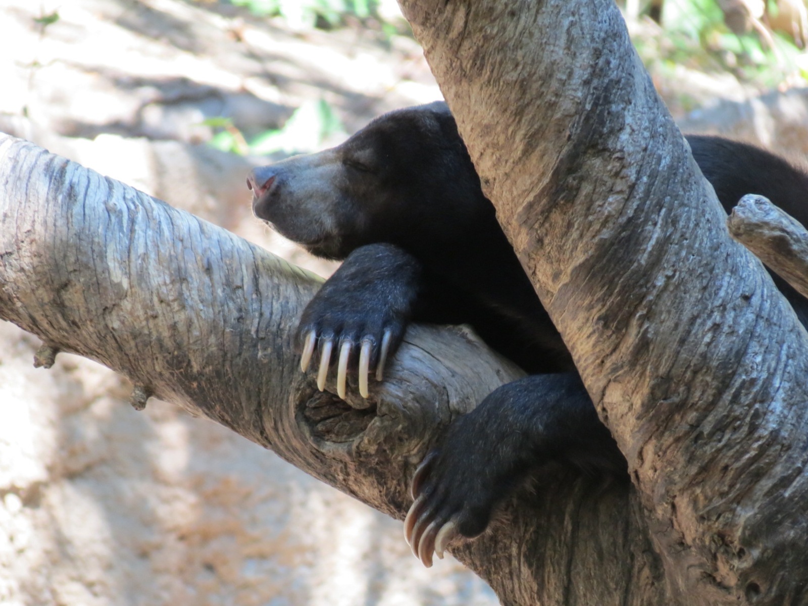 Asian Passage - Sun Bear Forest - Bornean Sun Bear Exhibit