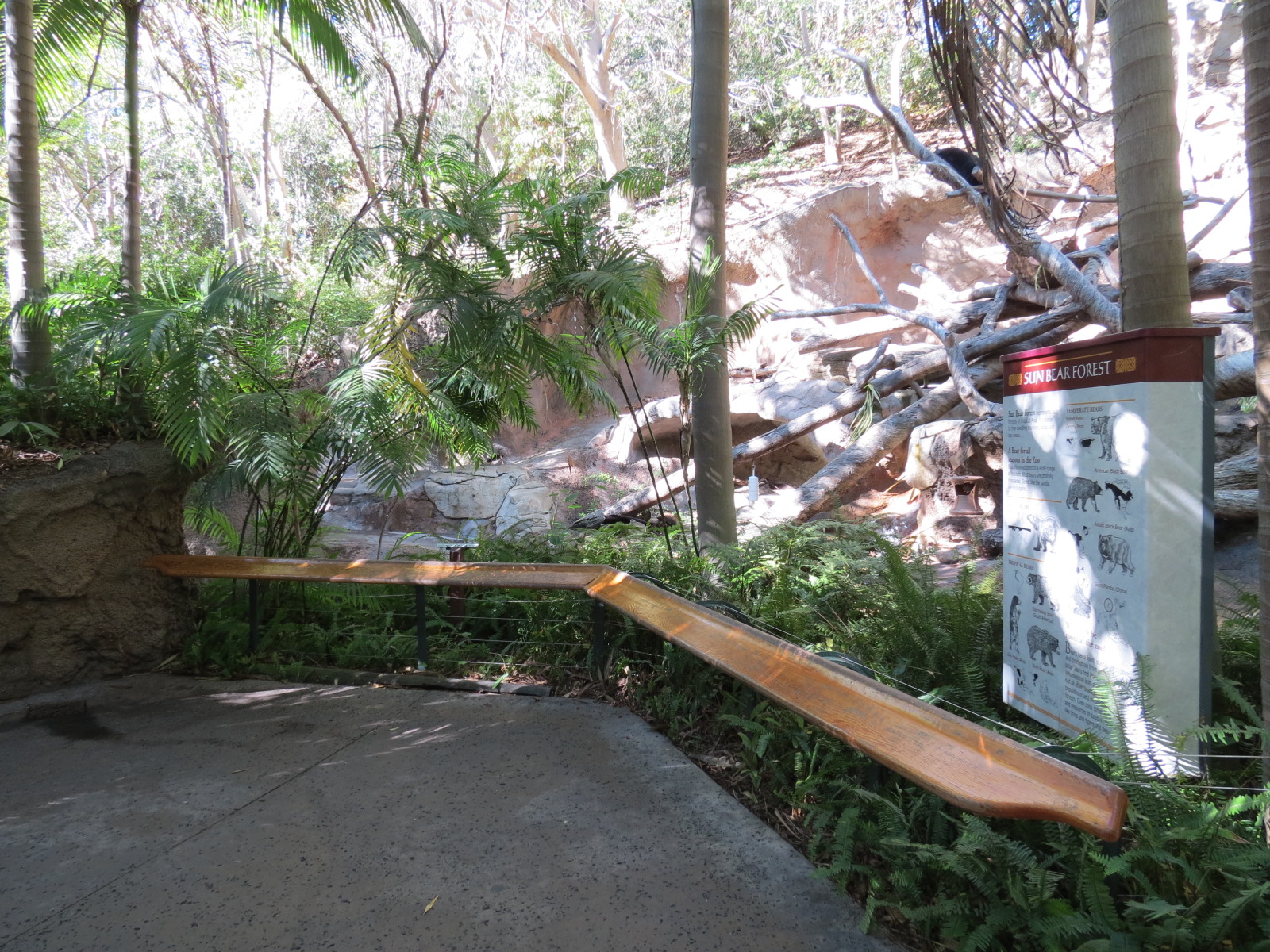 Asian Passage - Sun Bear Forest - Bornean Sun Bear Exhibit