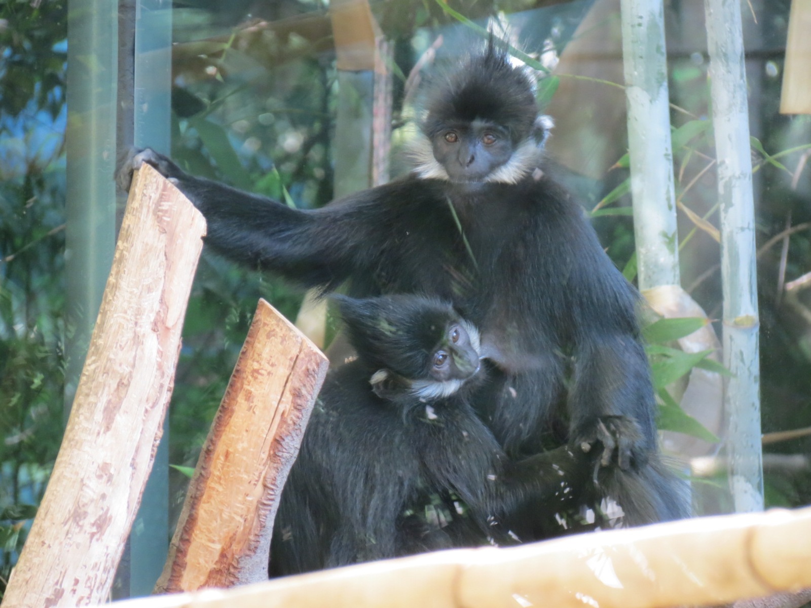 Asian Passage - Sun Bear Forest - Francois Langur Exhibit