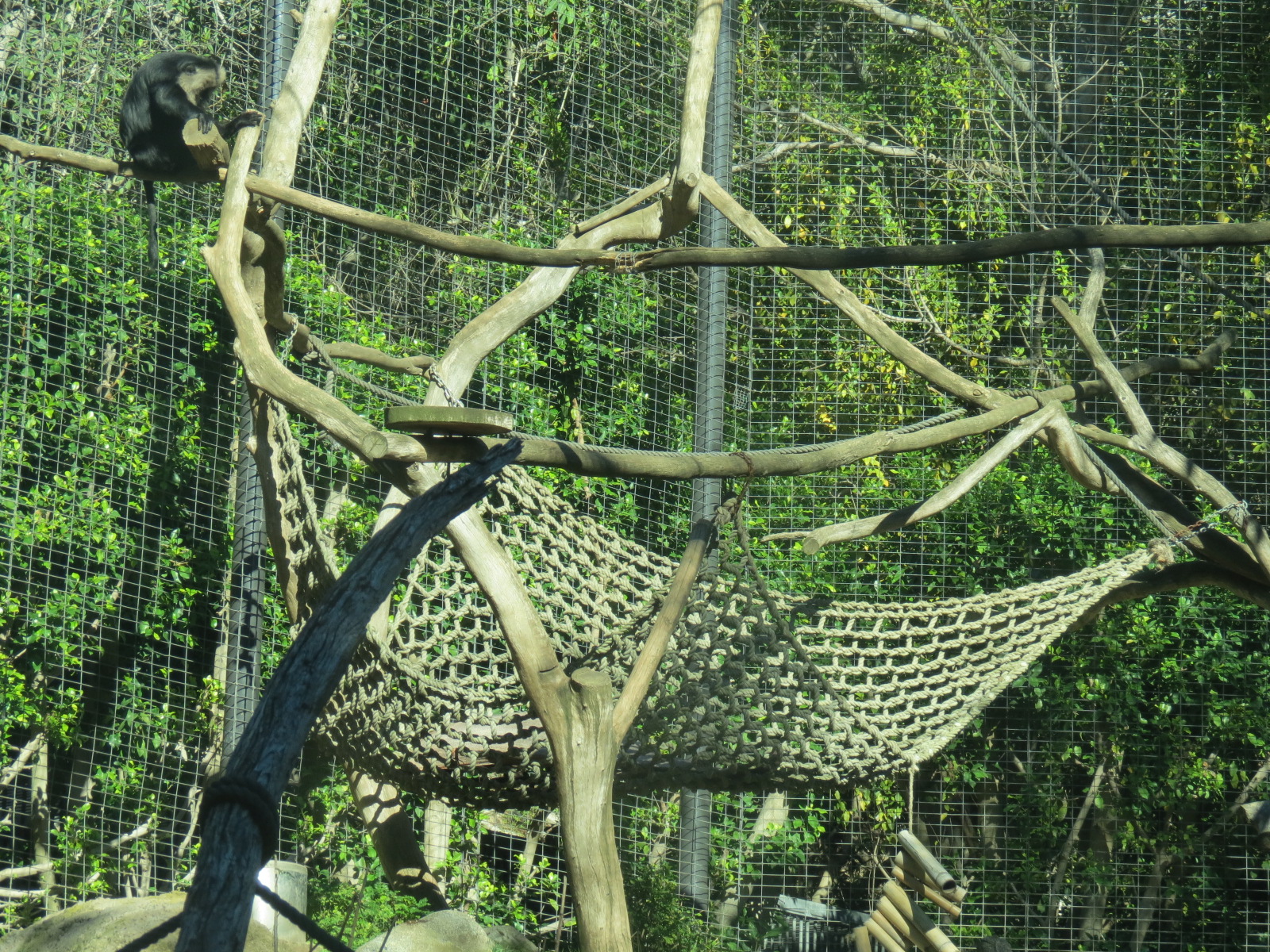 Asian Passage - Sun Bear Forest - Lion-tailed Macaque Exhibit
