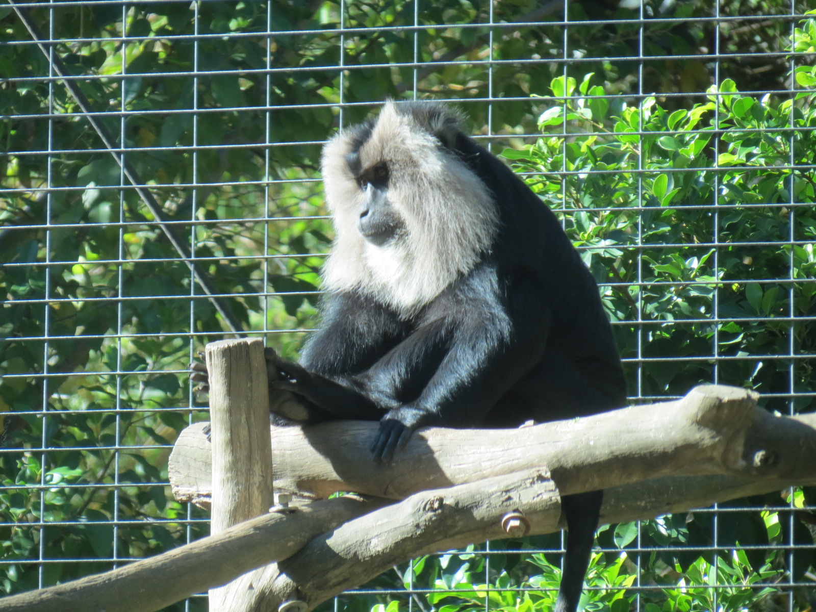Asian Passage - Sun Bear Forest - Lion-tailed Macaque Exhibit
