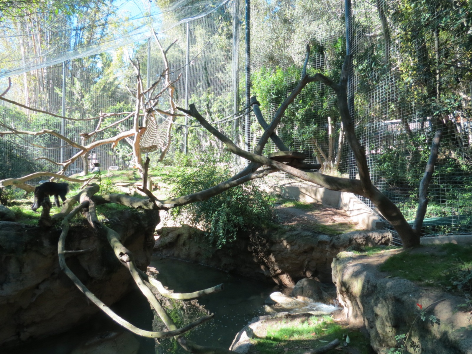 Asian Passage - Sun Bear Forest - Lion-tailed Macaque Exhibit