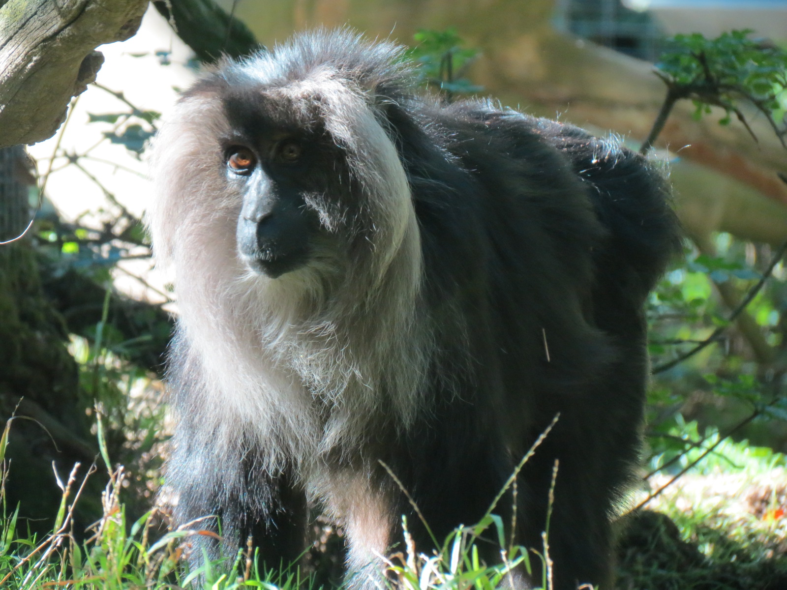 Asian Passage - Sun Bear Forest - Lion-tailed Macaque Exhibit