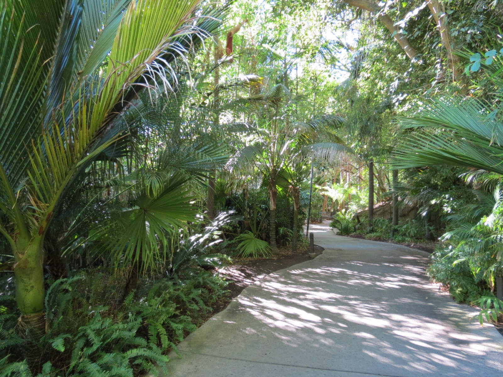 Asian Passage - Sun Bear Forest - Path