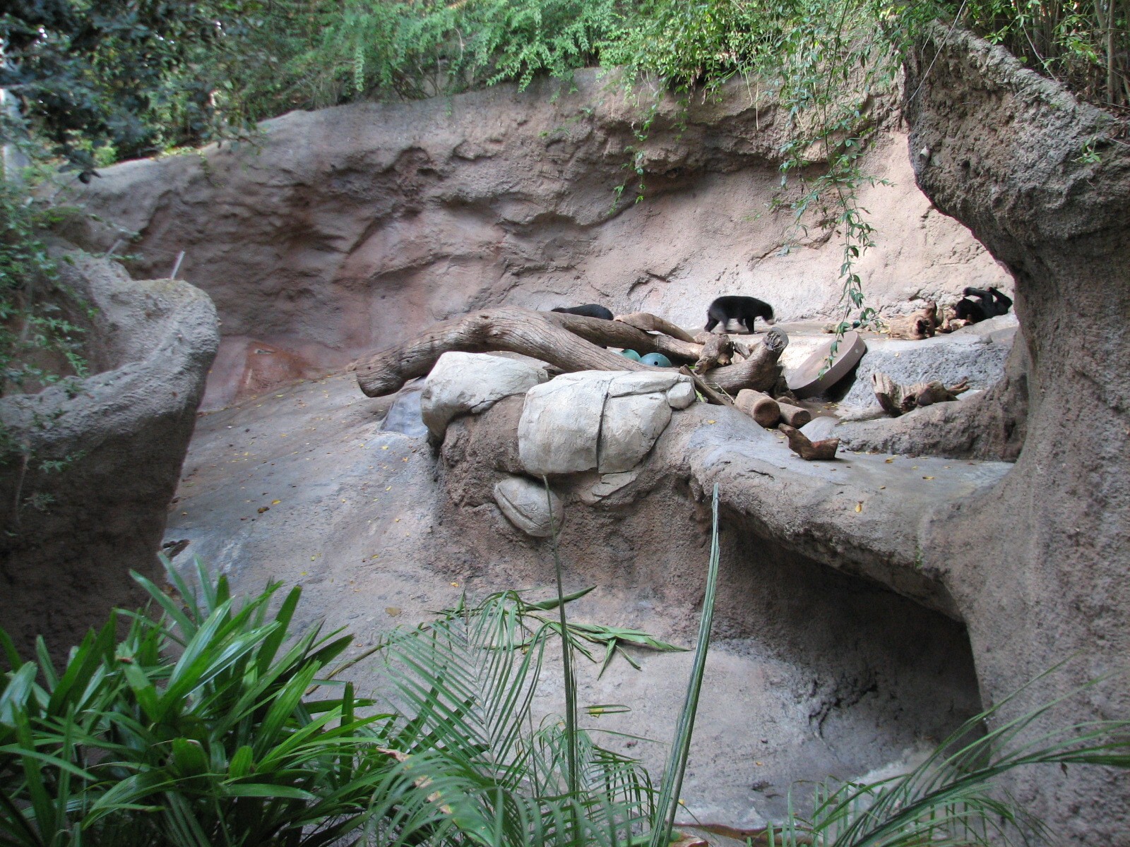 Asian Passage - Sun Bear Forest - Sun Bear Exhibit