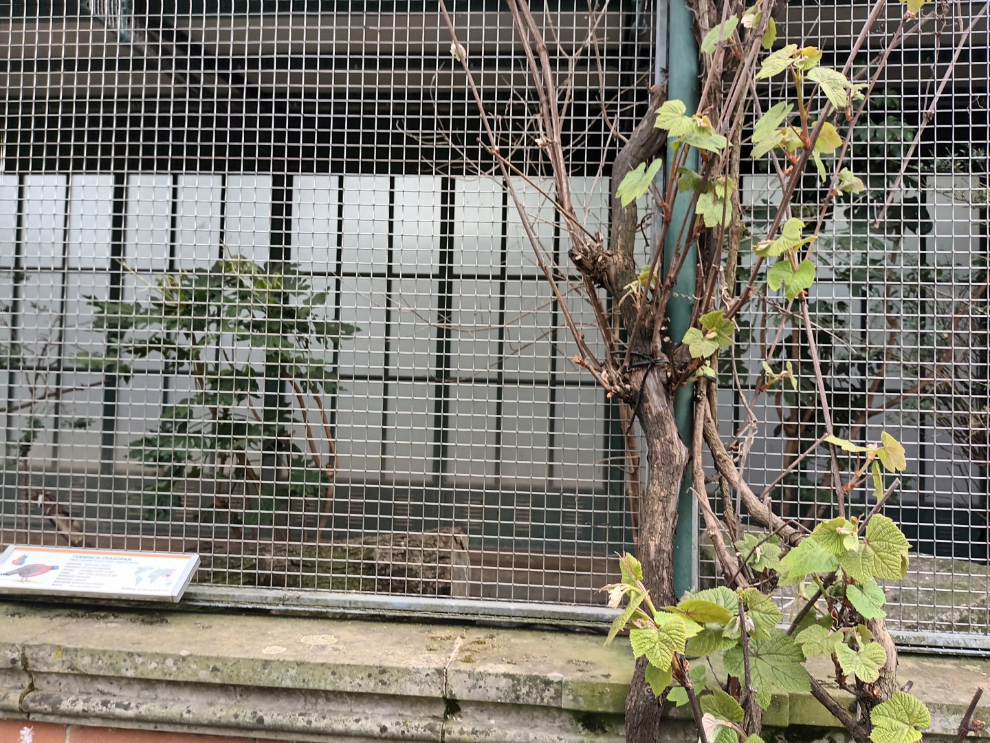 Asian Pheasantary Aviary