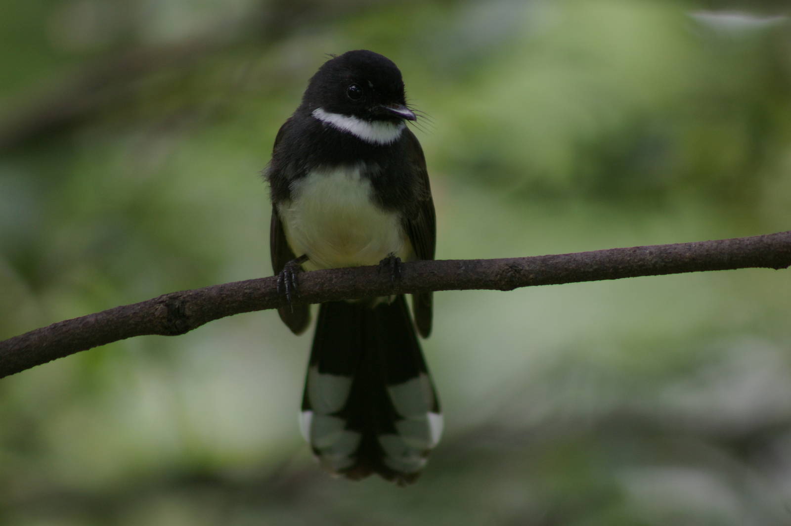 Asian pied fantail (Rhipidura javanica)