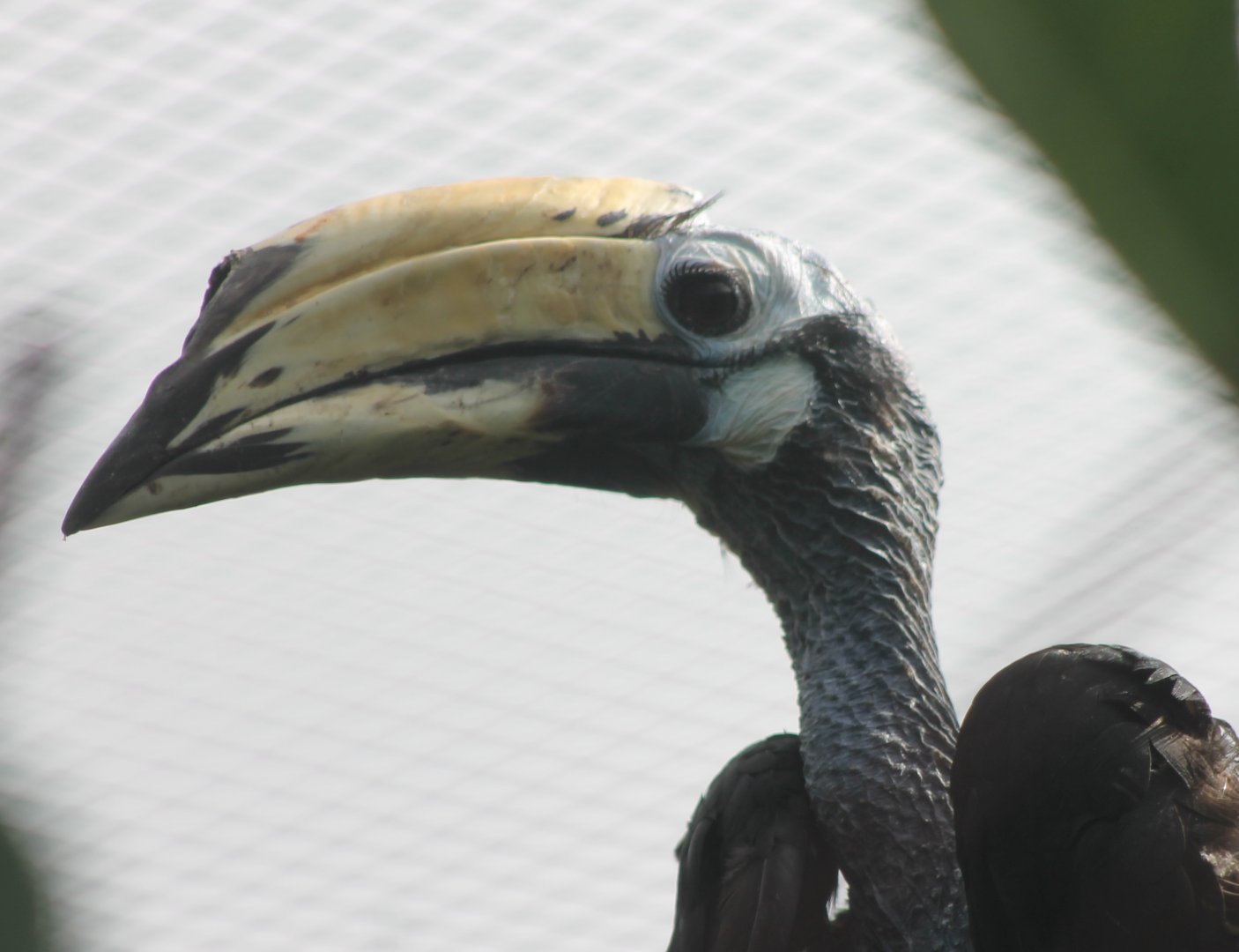 Asian pied hornbill