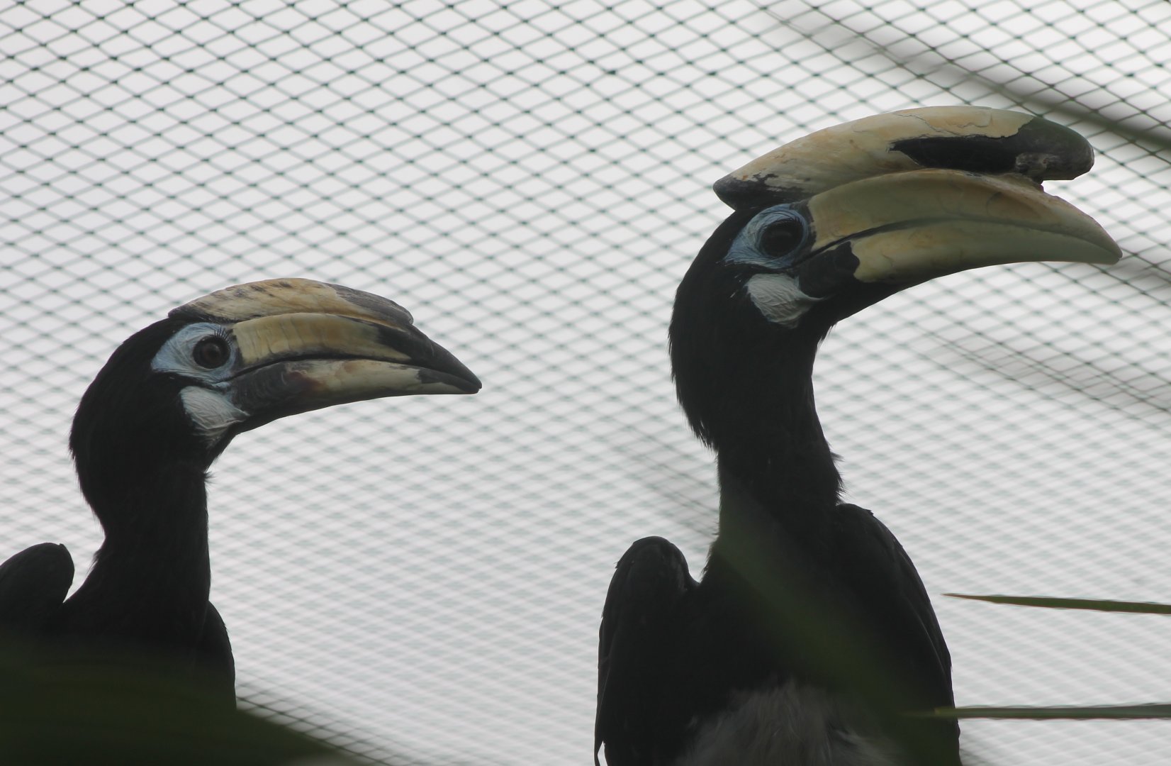 Asian pied hornbills