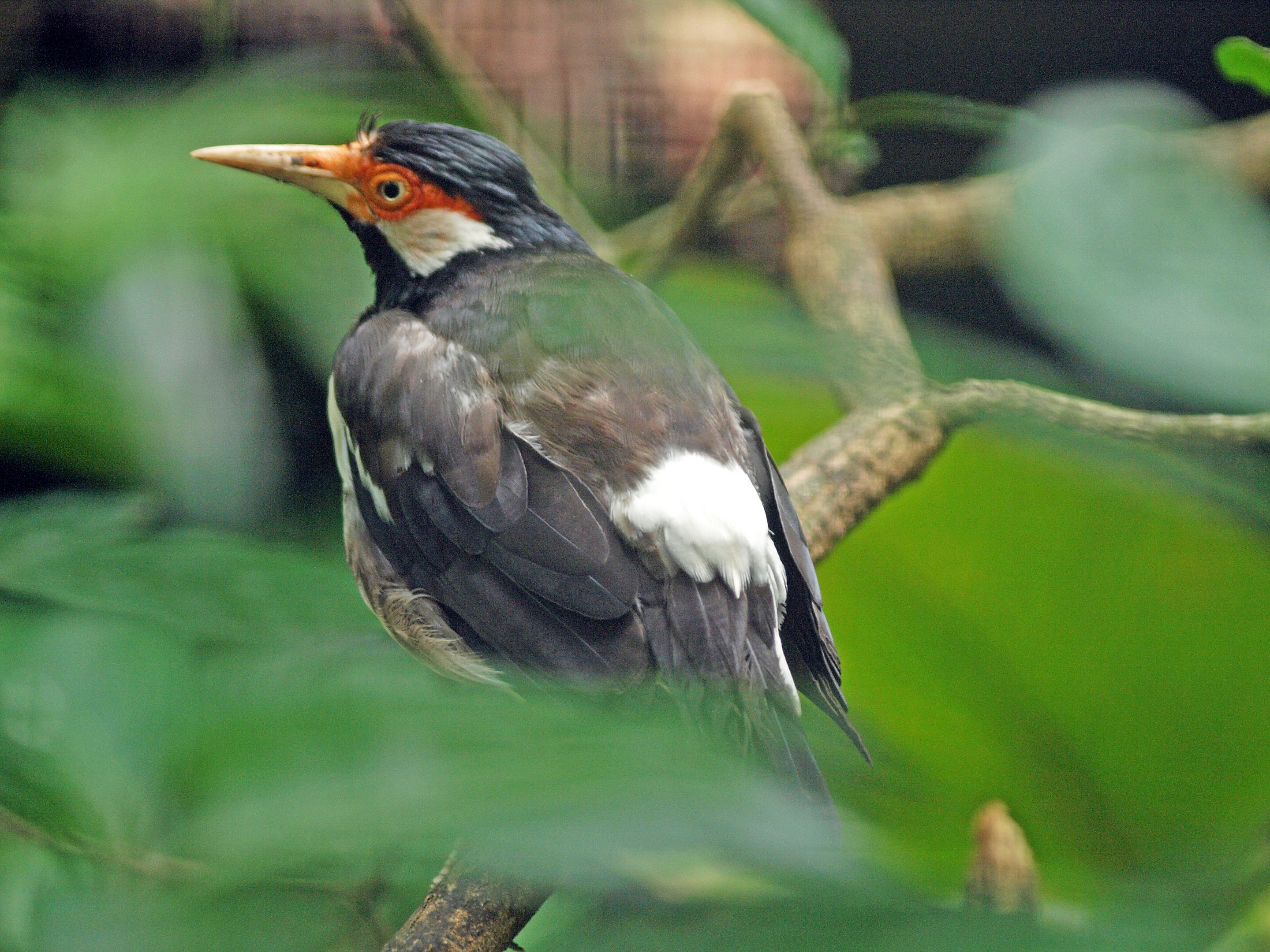 Asian Pied myna