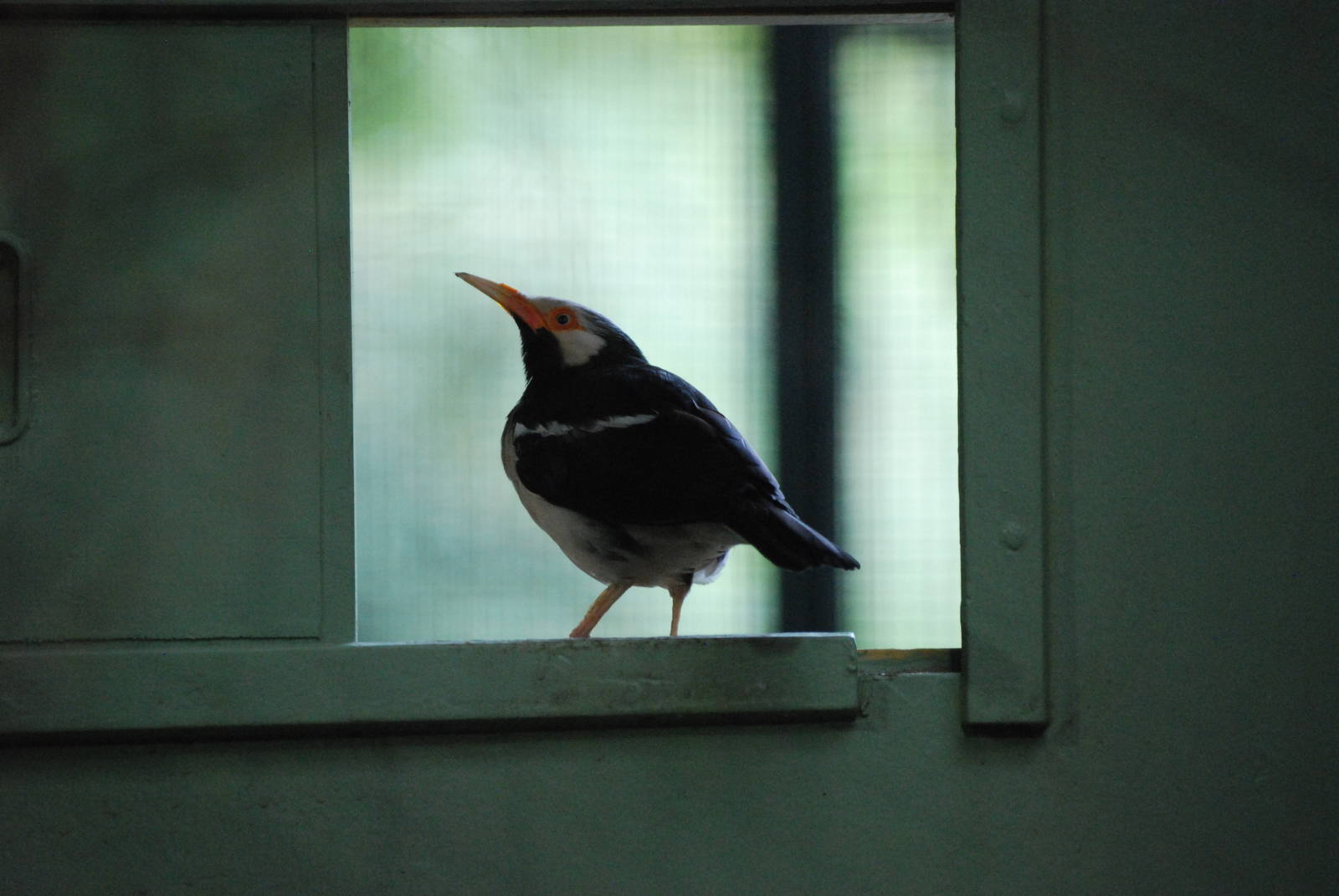 Asian Pied Starling at Berlin Zoo, 31/08/11