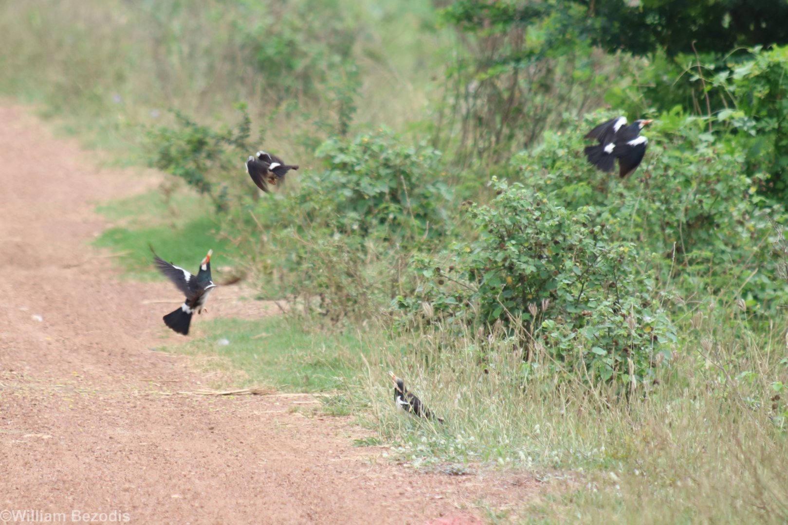Asian Pied Starling Explosion - Rice Fields Near Petchaburi