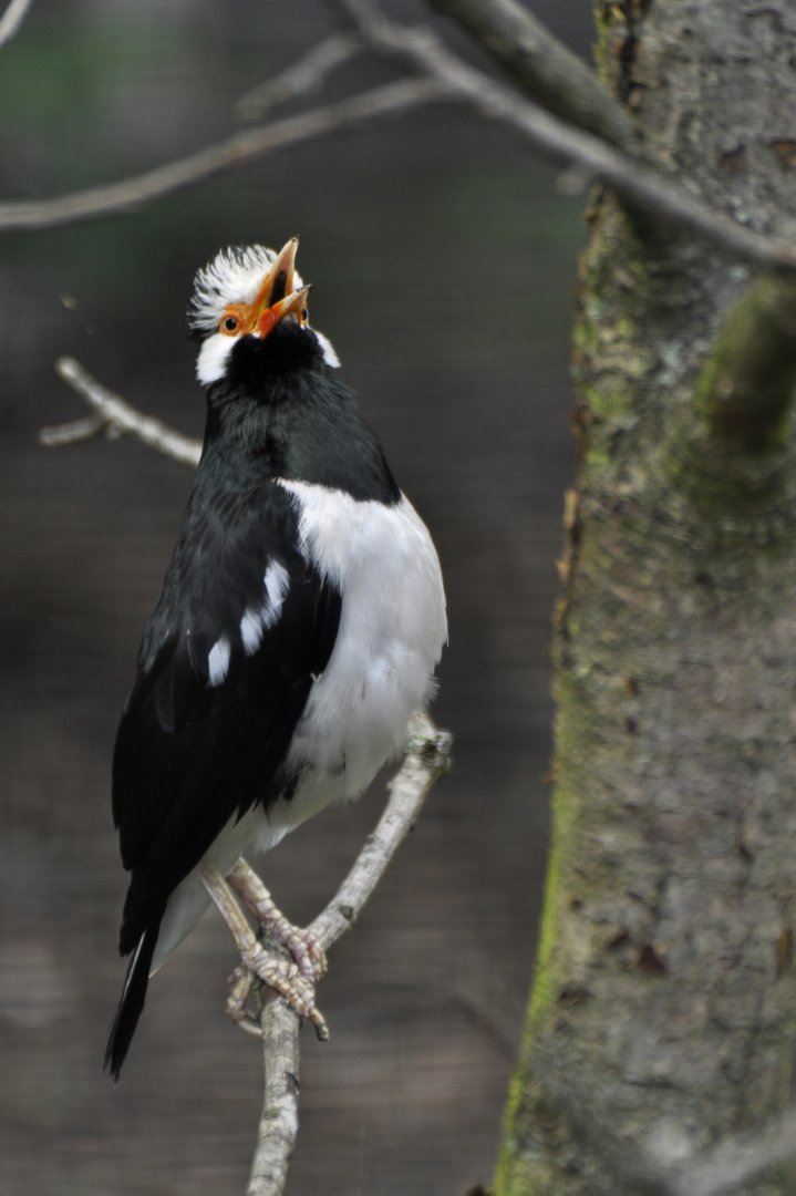 Asian pied starling (Gracupica contra)