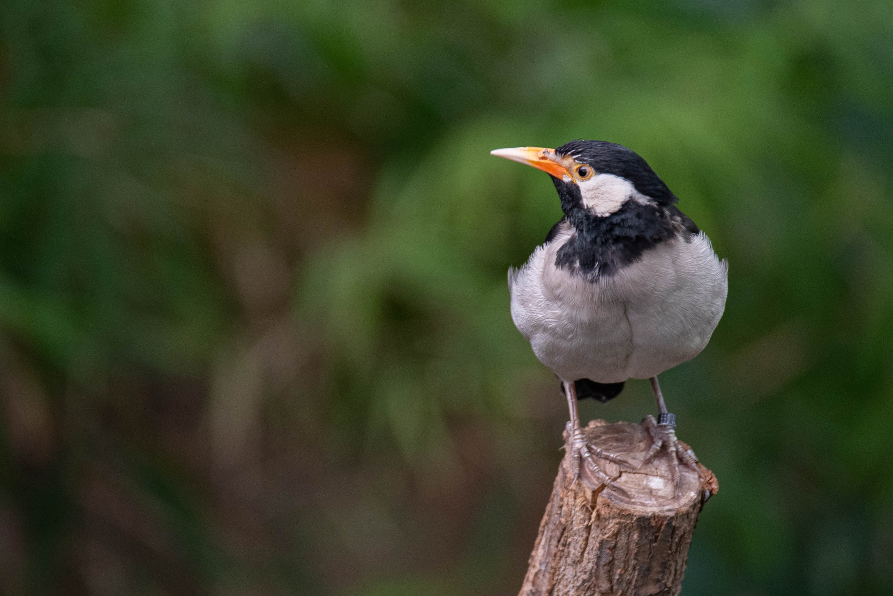 Asian pied starling - Gracupica contra