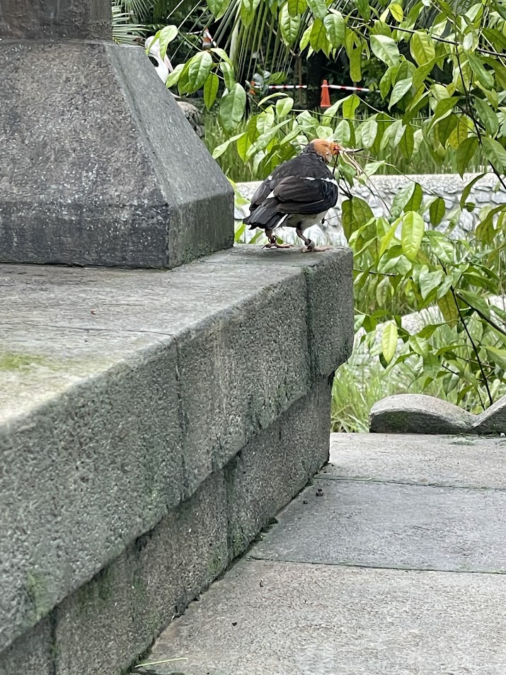 Asian Pied Starling (Gracupica contra)