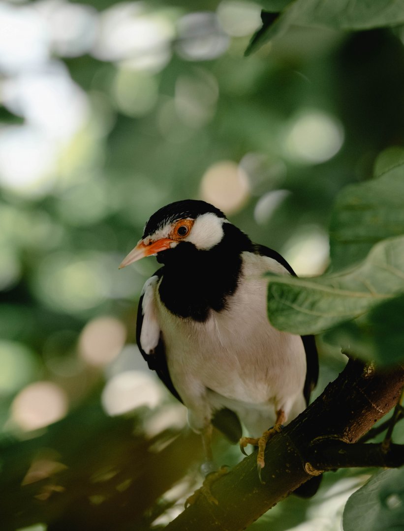 Asian Pied Starling (Gracupica contra)