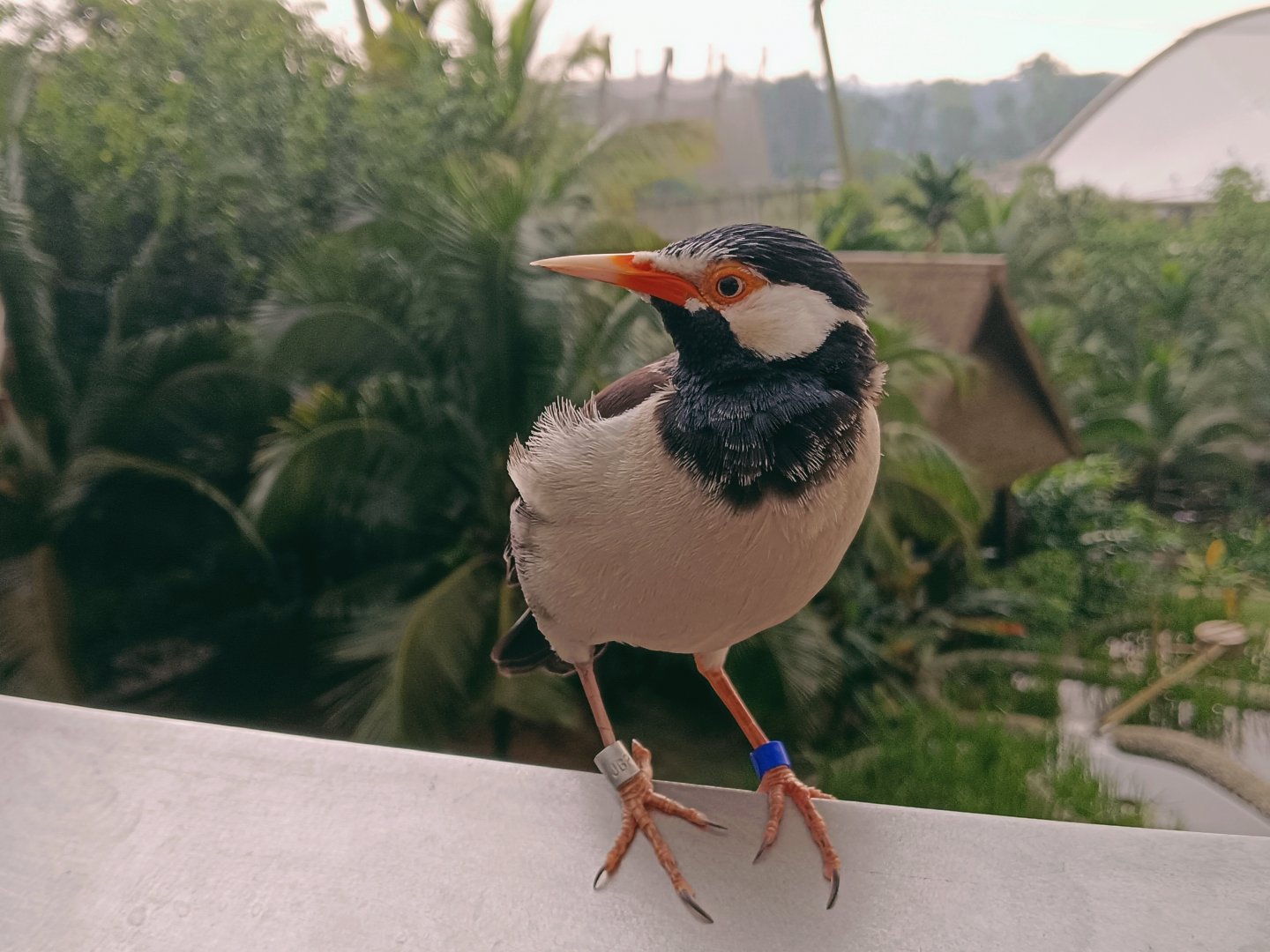Asian Pied Starling (Gracupica contra)