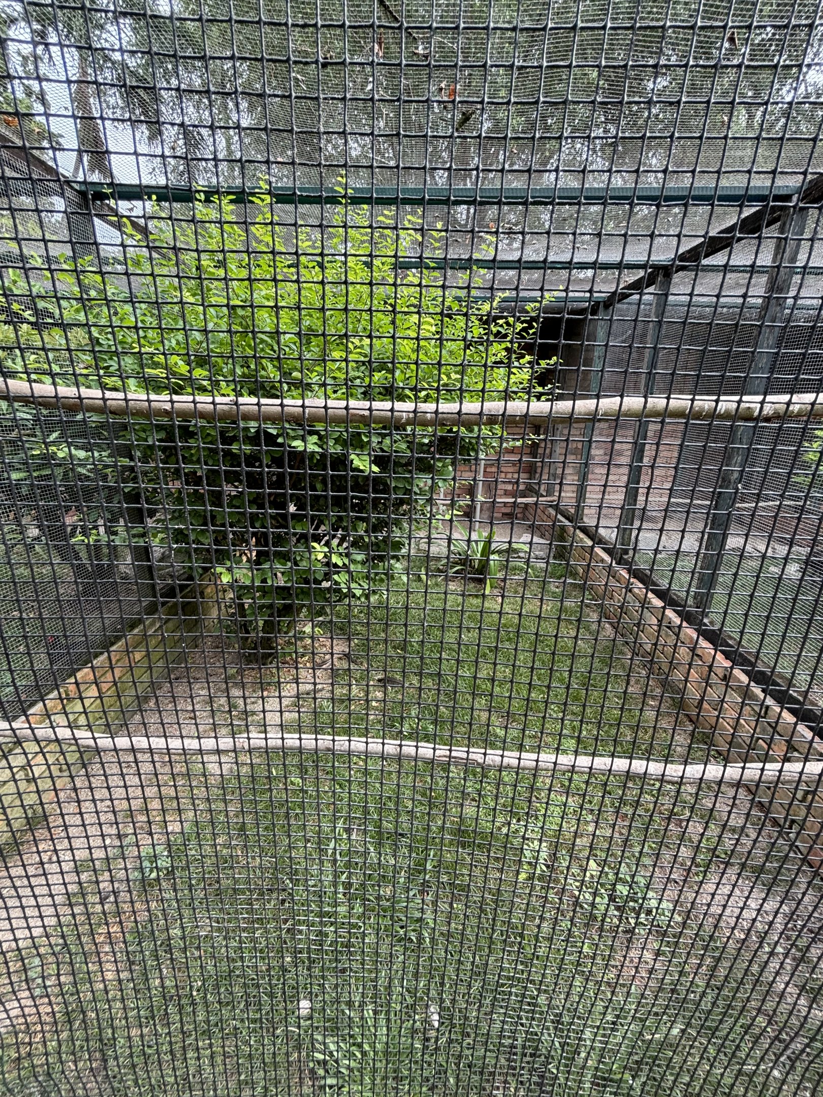 Asian Pied Starling + Siamese Fireback Aviary