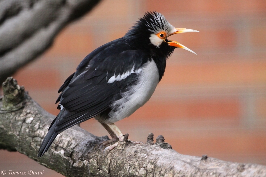 Asian Pied Starling (Sturnus contra)