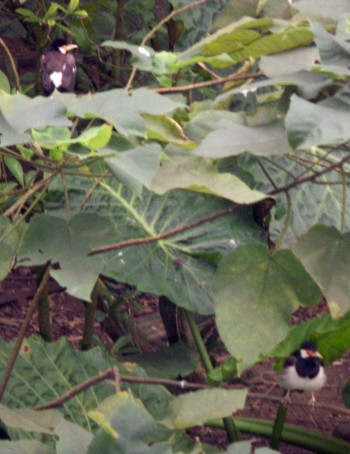 Asian Pied Starling (Sturnus contra)